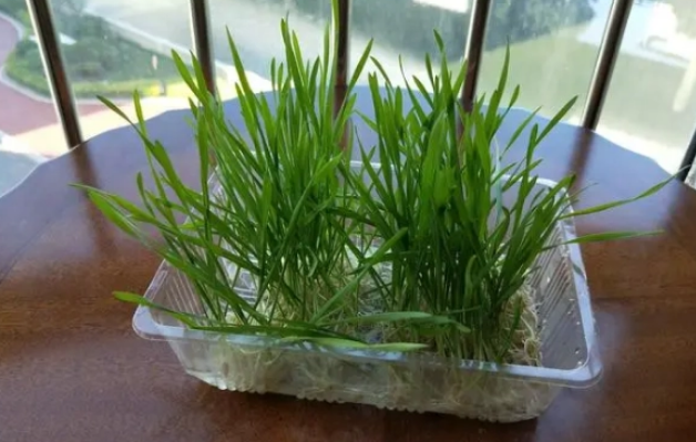 猫咪为什么要吃草？猫草怎么种植？