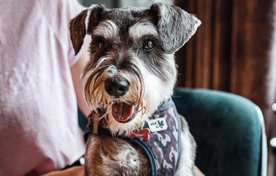 雪纳瑞一天吃多少狗粮？喂养须知~