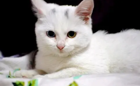 一天给猫咪喂食一根猫条会不会多？