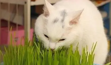 猫草什么？可以自己种吗