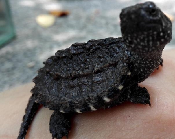 乌龟里竟然有这么可怕的存在,遇到北美拟鳄龟千万别围观! 乌龟里竟然有这么可怕的存在,遇到北美拟鳄龟千万别围观!