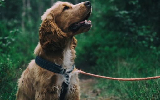 为什么遛狗一定要牵绳?牵引绳有哪些种类?如何选择合适的牵引绳 为什么遛狗一定要牵绳?牵引绳有哪些种类?如何选择合适的牵引绳