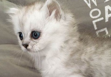 麻蛋和丑丑是什么猫，想了解的看过来！