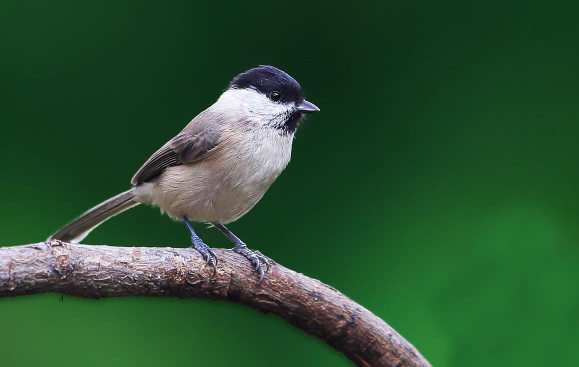 春季换毛期，如何保证黑尾蜡嘴雀的营养？