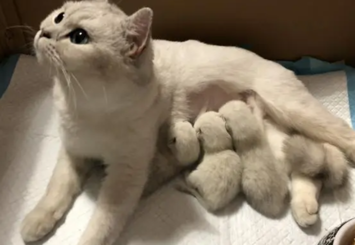 你们说小奶猫应该多大开始断奶换猫粮? 你们说小奶猫应该多大开始断奶换猫粮?