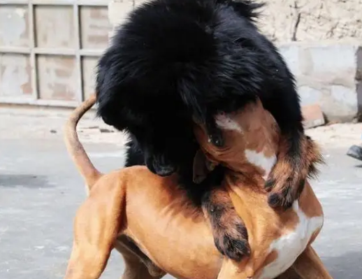 比特犬和藏獒谁更厉害？这篇文章分析一下