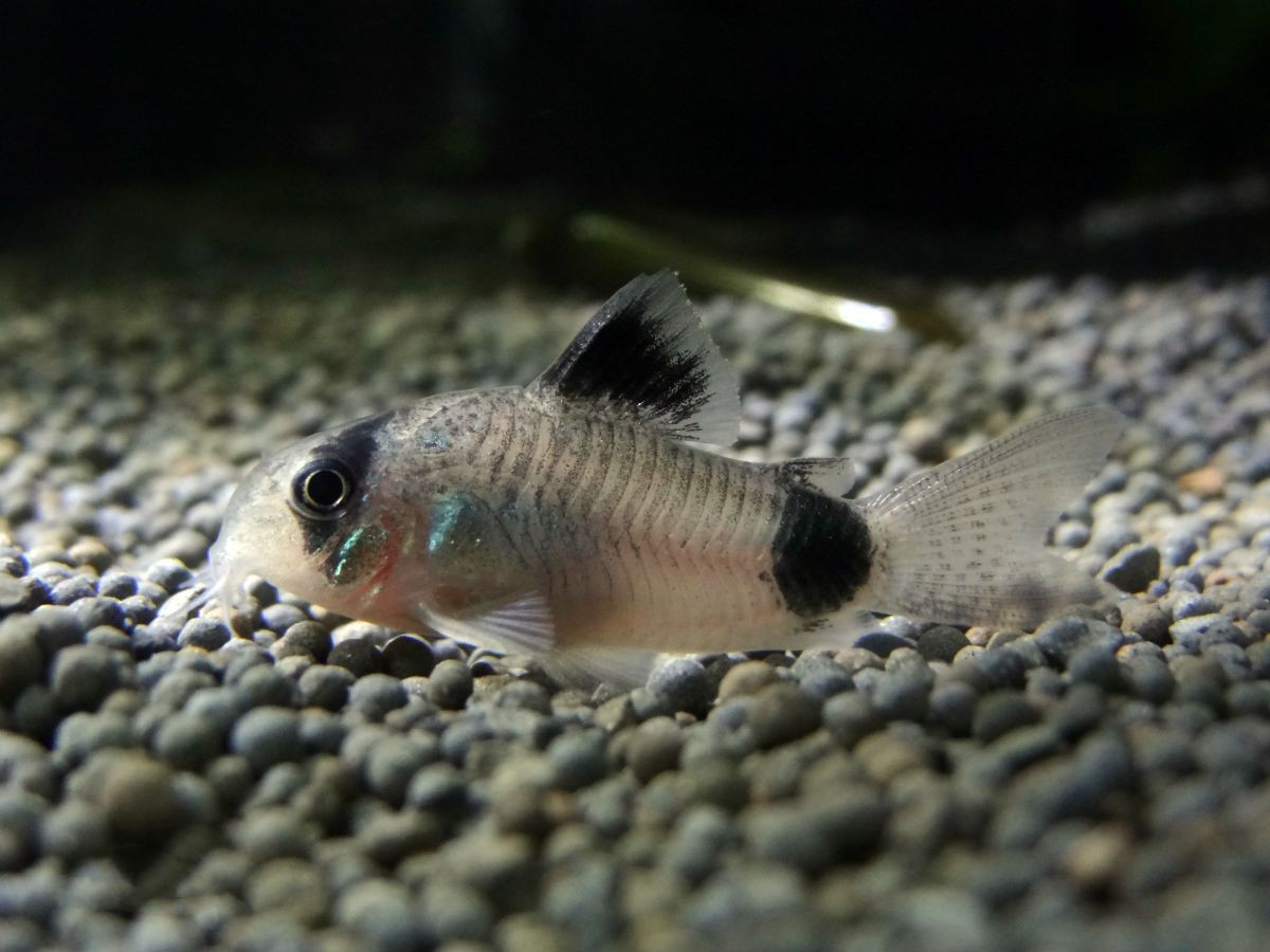 熊猫鼠的喂养技巧有哪些？速来学习一下吧！