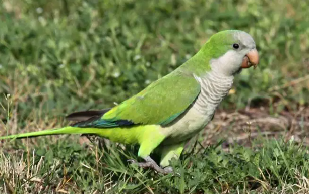 和尚鹦鹉感冒怎么办？新手还不来学习一下