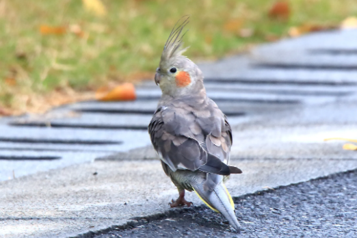 鸡尾鹦鹉的寿命长吗？能活多久？