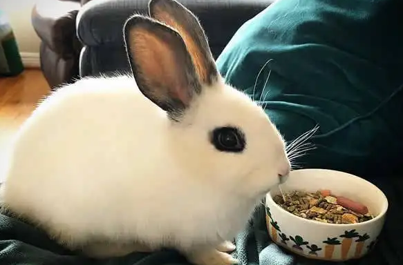 海棠兔怎么养比较好？此文有答案