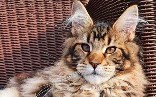 缅因猫什么时候开始长个子?原来它可以长到这么大! 缅因猫什么时候开始长个子?原来它可以长到这么大!