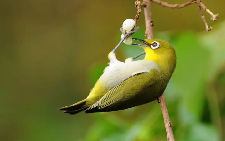 怎样让绣眼鸟上手？试试这个办法