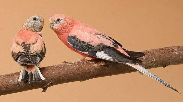 伯克氏鹦鹉亲人？来看这里