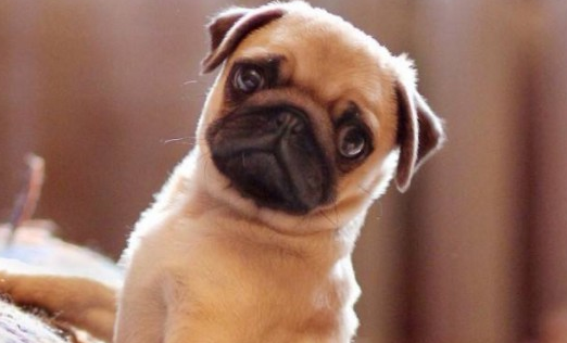 脸特别丑的狗叫什么名字？想知道就来看看吧