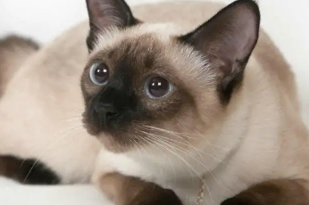 2岁暹罗猫可以换主人吗？速来了解！