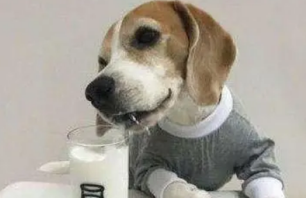 狗狗喝羊奶粉有什么好处?这6点益处是牛奶比不了的 狗狗喝羊奶粉有什么好处?这6点益处是牛奶比不了的