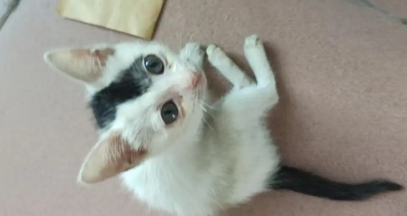 小猫四五个月最丑的原因是这个