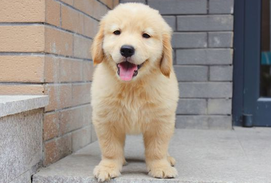 狗子看家哪个强？认准这三种就对了！