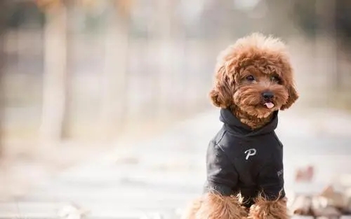 泰迪有几种毛色？一文告诉你答案！