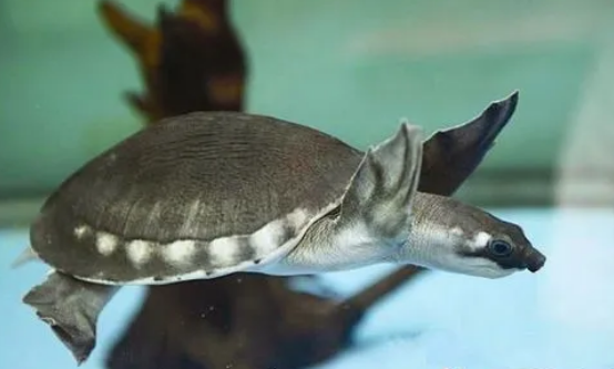 主人须知：猪鼻龟死前的征兆