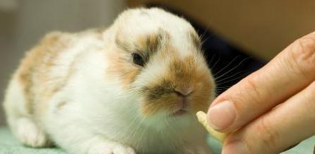 兔粮的制作材料