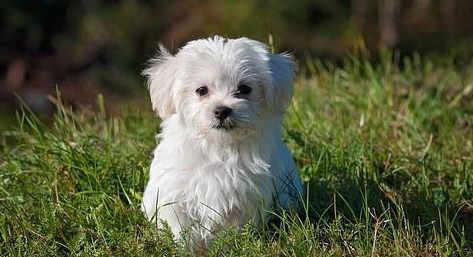 关于狗狗体外驱虫，这篇攻略请收好！