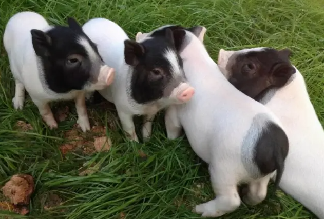 巴马香猪哪里有卖？这篇文章给你答案！