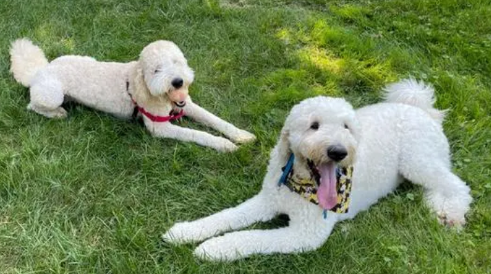 土狗幼犬怎么分公母？铲屎官来看看吧