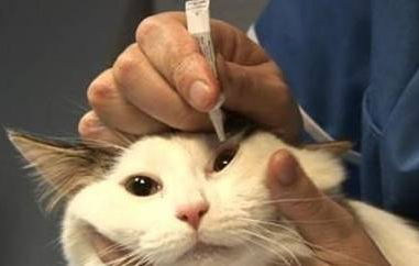 布偶猫眼睛红又流眼泪是怎么回事？