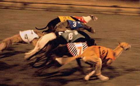 澳门赛狗，用的都是什么品种的狗？