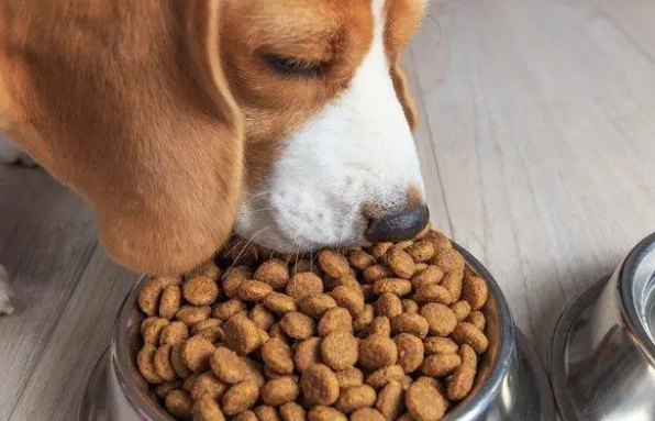 一种狗粮吃多久才换，给狗子换狗粮要注意什么？