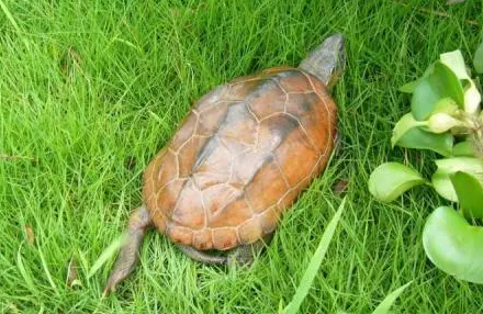 草龟喜欢晒太阳还是喜欢阴凉？来看看吧