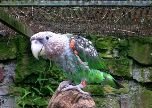 想了解海角鹦鹉价格，就来瞧瞧