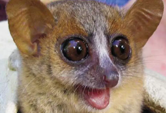 非洲特有的毛耳鼠狐猴，已经濒临灭绝了！