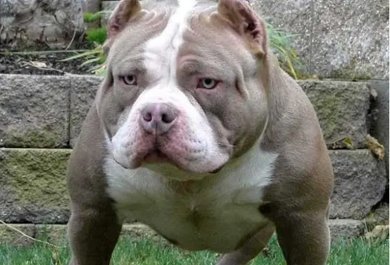 来看看一脸凶相的恶霸犬的寿命有多长吧~