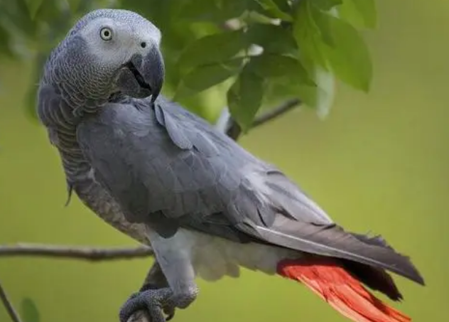 非洲灰鹦鹉认人吗？主人来看看吧