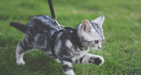 三种可以遛的猫分别是哪些？