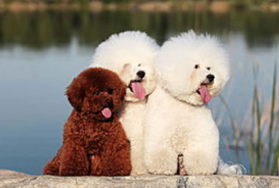 泰迪和比熊哪个更聪明？哪个听话？