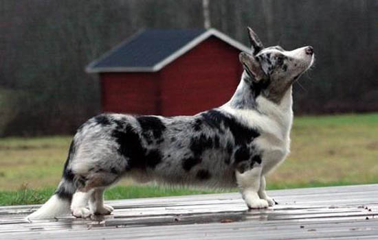 大麦町犬是中型犬吗？饲养须知~