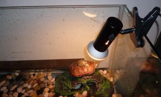 乌龟晒背灯用25W还是50W,选晒背灯用哪种好? 乌龟晒背灯用25W还是50W,选晒背灯用哪种好?