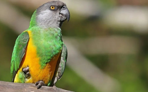 鸟类小科普：塞内加尔鹦鹉的优点和缺点