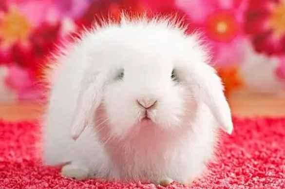 兔子怎么洗澡不会死 兔子怎么洗澡不会死