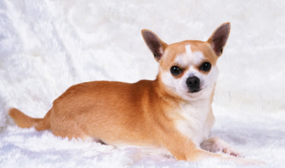 狗近亲繁殖会畸形吗?不清楚的赶紧看看! 狗近亲繁殖会畸形吗?不清楚的赶紧看看!