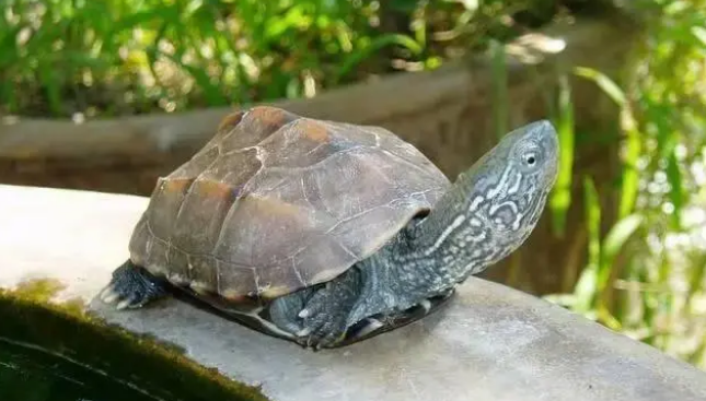 乌龟晒背灯用25w还是50w？乌龟为什么要晒背？