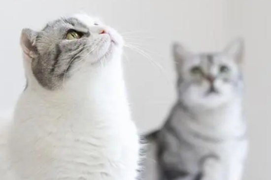 猫咪体内驱虫必看，一份完整的猫咪体内驱虫攻略