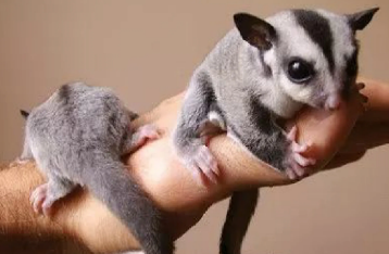 蜜袋鼯信任人的表现有哪些?看完你就知道! 蜜袋鼯信任人的表现有哪些?看完你就知道!