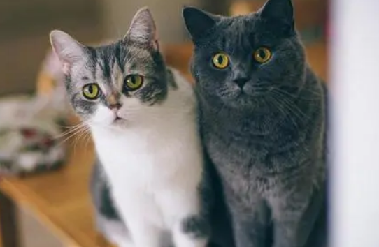 猫咪拉稀肠胃不好怎么调理，幼猫益生菌该怎么选？