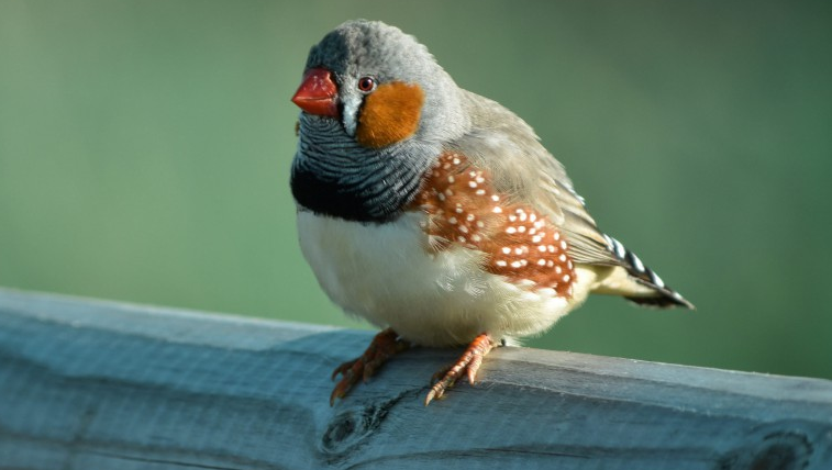 斑胸草雀耐低温吗？这篇文章告诉你