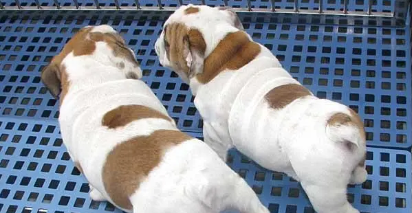 法国斗牛犬的颜色有哪些？我来给你科普一下！