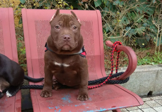 美国恶霸犬犬瘟热怎么办？主要有以下几点